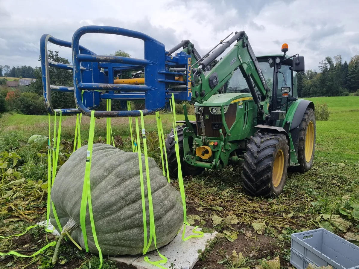Ein Traktor hebt den grünen Riesenkürbis mit Spannseilen.